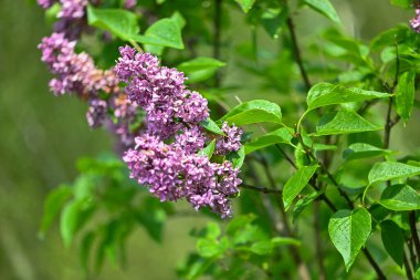 Yumuşak bahar ışığı ve canlı yeşil yapraklarla parlayan taze leylak çiçekleri sakin ve ferahlatıcı bir doğal hava yaratıyor..