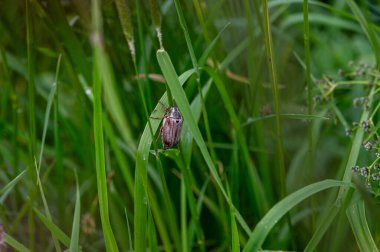 Taze çimenlerin üzerinde dinlenen böcek, biyolojik çeşitliliği, ekosistem sağlığını ve sürdürülebilirlik ve risk değerlendirme iletişiminde kullanılan çevresel göstergeleri temsil etmektedir..