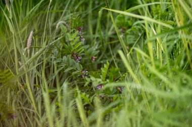 Yumuşak odaklı çayır bitkisi, taze nem ile, refah, sürdürülebilirlik ve kurumsal çevre kavramları için uygun sakin bir doğal arka plan oluşturur..