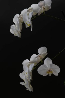 Koyu bir arkaplandan ortaya çıkan zarif beyaz orkide çiçekleri, kaliteli markalaşma, sağlıklı pazarlama ve profesyonel sağlık hizmetleri görselleri için güçlü bir tezat oluşturuyor..