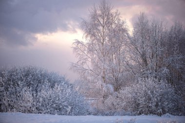 Letonya 'da yatay kış manzarası, yumuşak pembe ve gri bulutlar altında don kaplı çalıları ve çıplak ağaçları göstererek, durgun bir pastel renkli mevsimsel atmosfer yaratıyor..