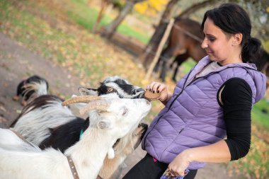 Orta yaşlı bir kadın, elinde bir torba yiyecek, aktif etkileşim, hayvansal merak ve sonbahar çevresindeki günlük kırsal yaşamı yakalarken dışarıda birkaç keçiyi elle besliyor..