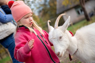 Genç bir kız boynuzlu beyaz bir keçiye dikkatlice dokunur, davranışlarını gözlemler ve çiftlik hayvanlarıyla saygılı etkileşimleri öğrenir..