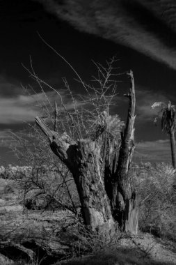 Basra 'daki palmiyelerin kızılötesi fotoğrafı