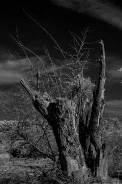 Basra 'daki palmiyelerin kızılötesi fotoğrafı