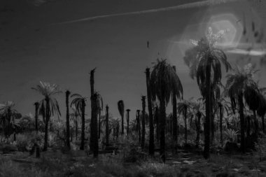 Basra 'daki palmiyelerin kızılötesi fotoğrafı