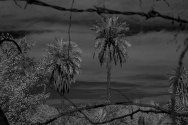 Basra 'daki palmiyelerin kızılötesi fotoğrafı