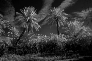Basra 'daki palmiyelerin kızılötesi fotoğrafı