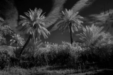 Basra 'daki palmiyelerin kızılötesi fotoğrafı