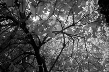 Basra 'daki palmiyelerin kızılötesi fotoğrafı