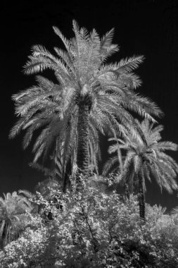 Basra 'daki palmiyelerin kızılötesi fotoğrafı