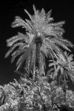 Basra 'daki palmiyelerin kızılötesi fotoğrafı