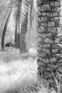 Basra 'daki palmiyelerin kızılötesi fotoğrafı