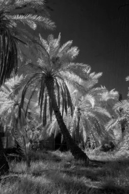 Basra 'daki palmiyelerin kızılötesi fotoğrafı