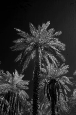 Basra 'daki palmiyelerin kızılötesi fotoğrafı