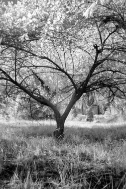 Basra 'daki palmiyelerin kızılötesi fotoğrafı