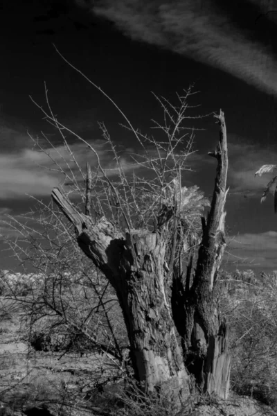 Basra 'daki palmiyelerin kızılötesi fotoğrafı