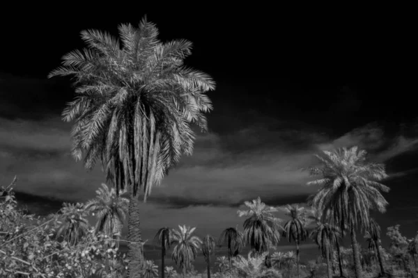 Basra 'daki palmiyelerin kızılötesi fotoğrafı