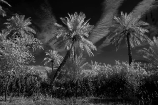 Basra 'daki palmiyelerin kızılötesi fotoğrafı