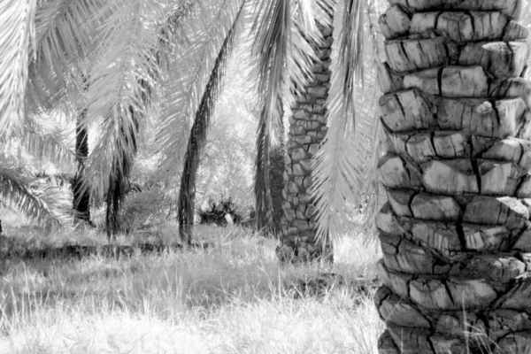 infrared photo of palms field in basra