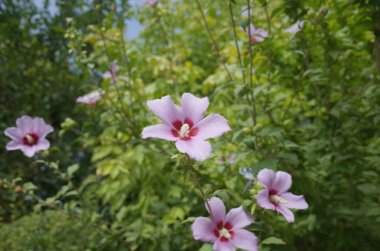İsfahan, İran- 22 Mart 2017: Şah Abbas Sarayı Müzesi 'nde fotoğraflar