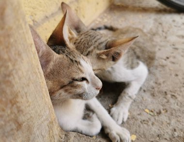 Güzel kedi ve kedi resimleri.