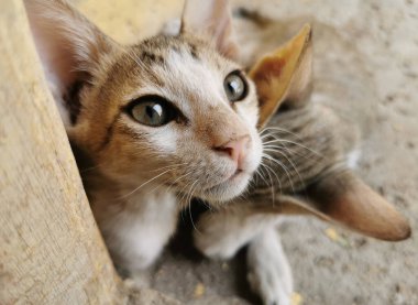 Güzel kedi ve kedi resimleri.