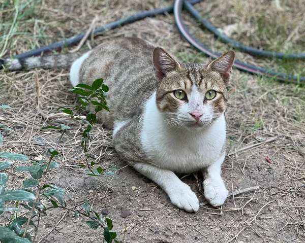 Foto Der Schönen Katze Aus Dem Irak — Stockfoto