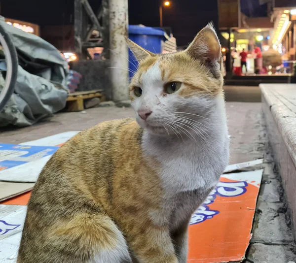 Foto Bellissimo Gatto Iraq — Foto Stock