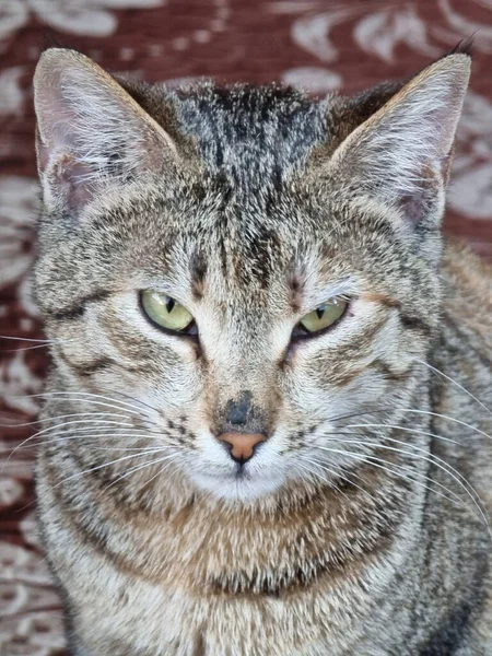 Foto Hermoso Gato Iraq —  Fotos de Stock