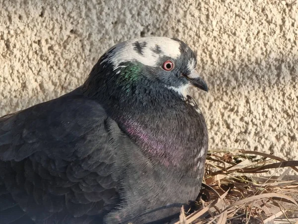 closeup photo of pigeon in the nest