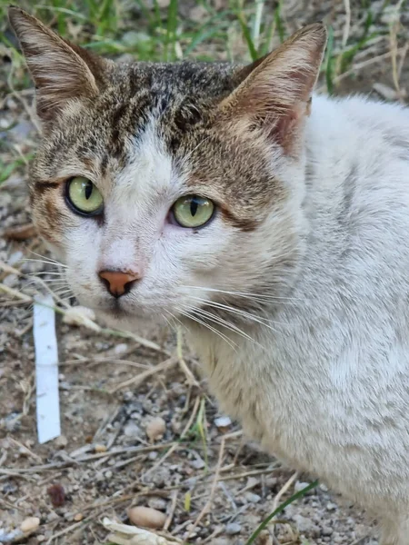 Foto Bellissimo Gatto Iraq — Foto Stock