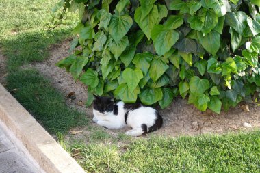 Şiraz, İran - 12 Nisan 2017: Şiraz şehrindeki eski turizm fotoğrafları