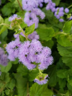 Şiraz, İran - 12 Nisan 2017: Şiraz şehrindeki güzel bahçelerin turizm fotoğrafı