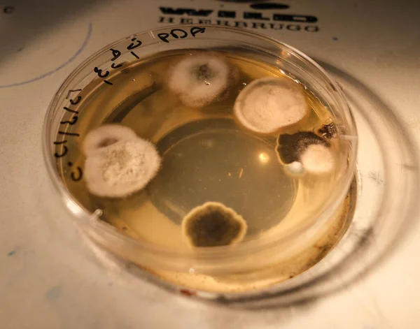 Basra Iraq April 2021 Photo Fungi Influing Agar Media Petri — стокове фото