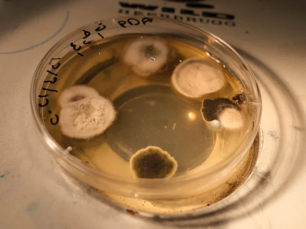 Basra Iraq April 2021 Photo Fungi Influing Agar Media Petri — стокове фото