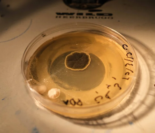 Basra Iraq April 2021 Photo Fungi Influing Agar Media Petri — стокове фото