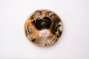 Petri kabında tarım medyasındaki mantarların büyümesinin fotoğrafı