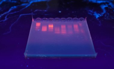 DNA bands on agarose gel plate clipart