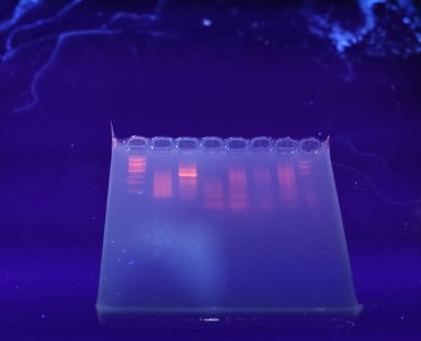 DNA bantları agarose jel plaka üzerinde