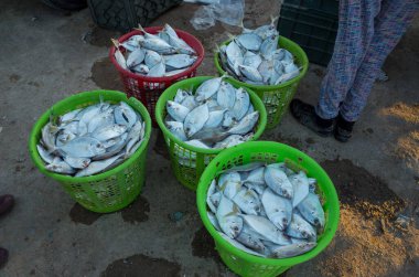 Basra, Irak - 11 Haziran 2021: Basra şehrindeki geleneksel balık pazarının fotoğrafı
