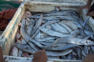 Basra, Irak - 11 Haziran 2021: Basra şehrindeki geleneksel balık pazarının fotoğrafı