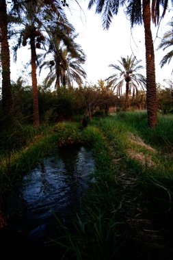 Basra 'daki palmiye tarlalarının sulanmasının manzara fotoğrafı