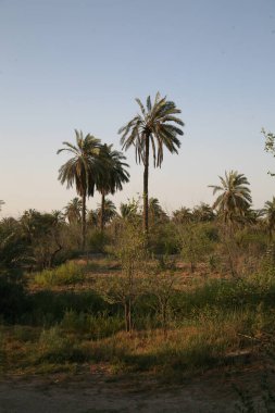 Basra tarlalarındaki ve çiftliklerindeki ağaçların fotoğrafı