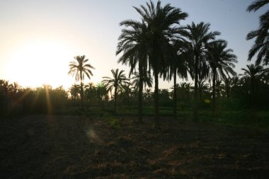 Basra tarlalarındaki ve çiftliklerindeki ağaçların fotoğrafı