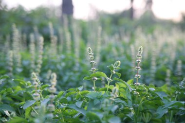 Fesleğen çiçekleri üzerinde gün batımı fotoğrafı