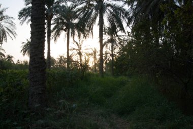 Basra şehrindeki hurma ağaçları içinde gün batımının fotoğrafı.