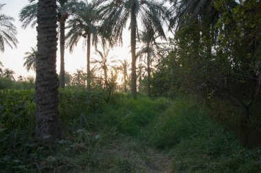 Basra şehrindeki hurma ağaçları içinde gün batımının fotoğrafı.