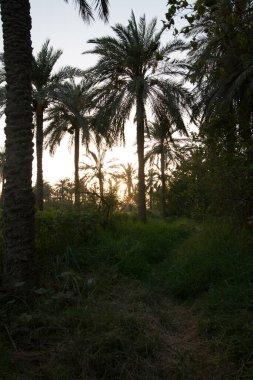 Basra 'daki palmiye tarlalarının sulanmasının manzara fotoğrafı