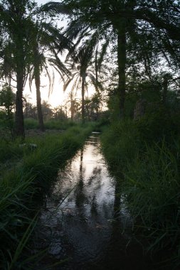 Basra 'daki palmiye tarlalarının sulanmasının manzara fotoğrafı